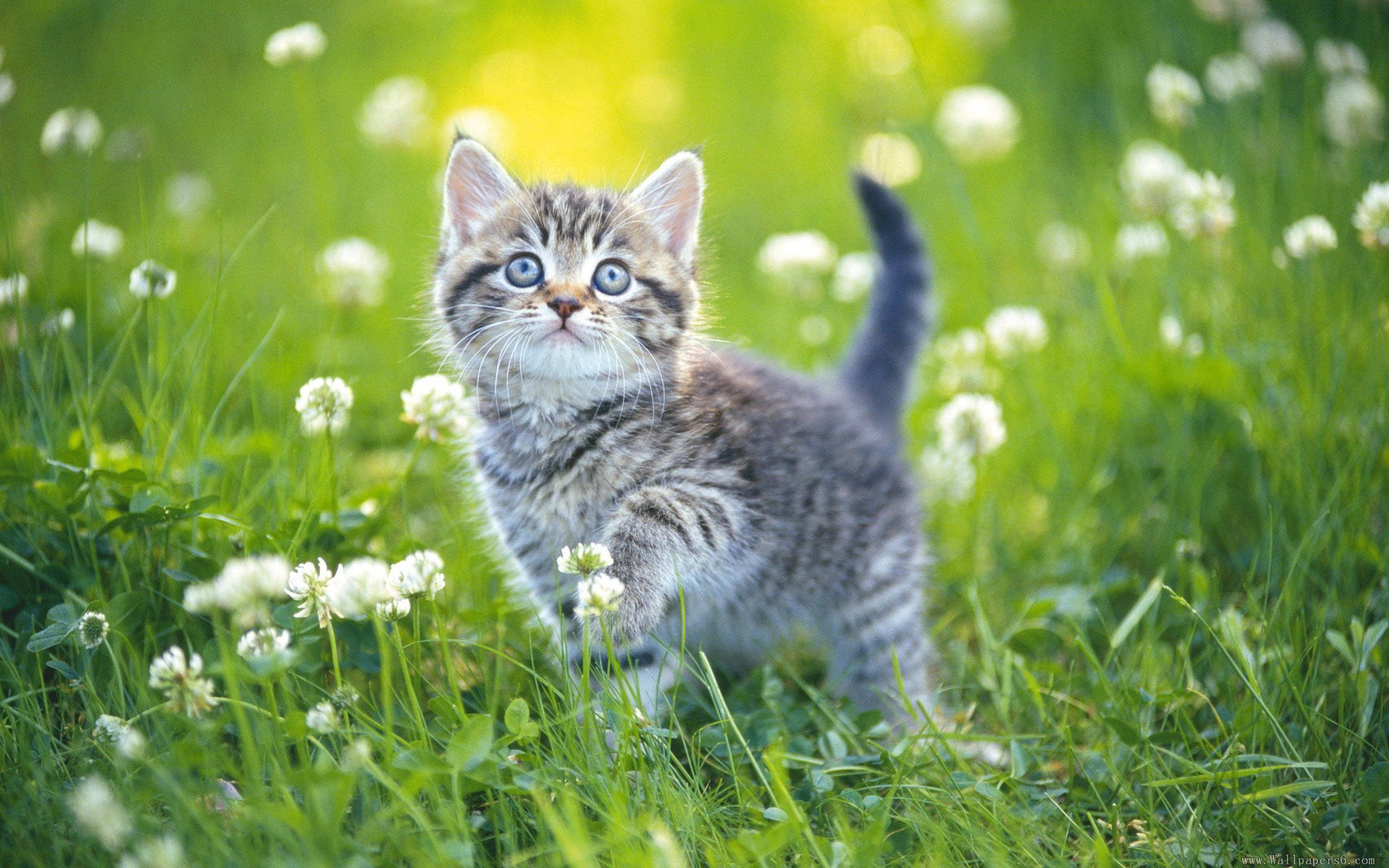 Top 99 Avatar cute mèo đẹp nhất 2023  Chăm Sóc Thú Cưng