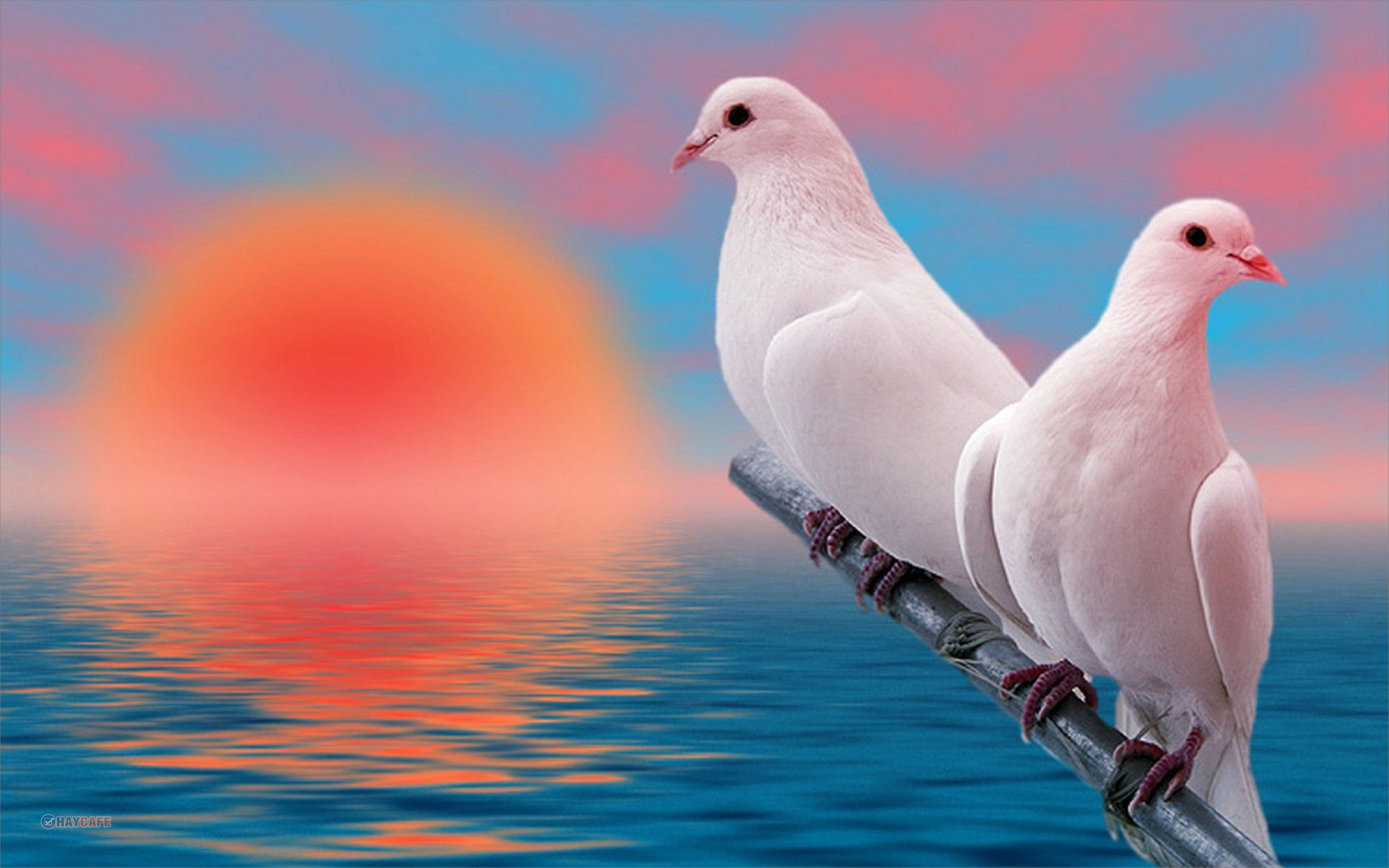Chim bồ câu trắng brid vector 371 ~ MrPixelVn - Chia sẻ Đồ họa vector pixel  miễn phí