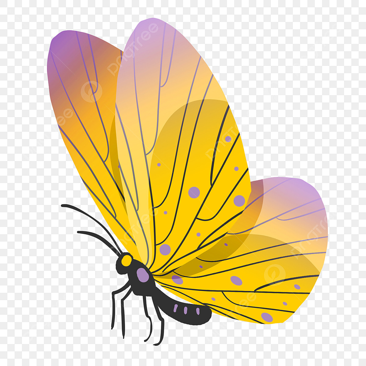 Hình nền : Con bướm, Hình học, Nền xanh 2560x1440 - zum - 987637 - Hình nền  đẹp hd - WallHere